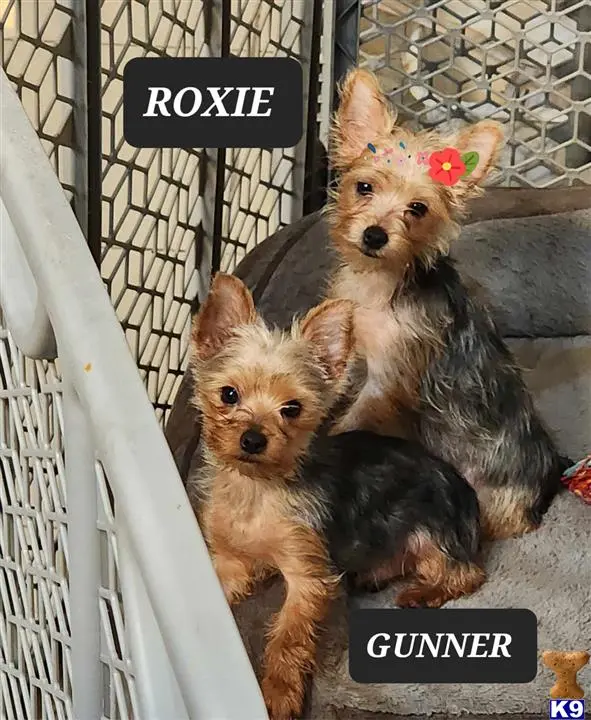 Yorkshire Terrier puppy for sale